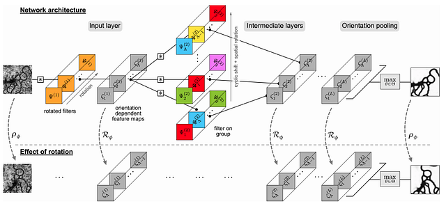 Fig 3D: The architecture of a steerable CNN as described in [3]. Notice the use of the steerable filters in layer 2 coupled together with a G-convolution.